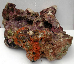 Tonga Kaelini Live Rock