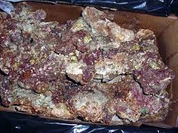 Tonga Kaelini Live Rock