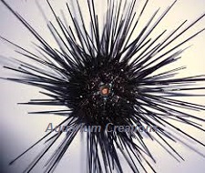 Black Longspine Urchin Picture of Black Longspine Urchin