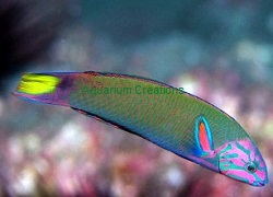Lyretail Wrasse,Thalassoma lunare  Picture of Lyretail Wrasse,Thalassoma lunare