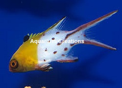 Lyretail Picture of Lyretail Hogfish