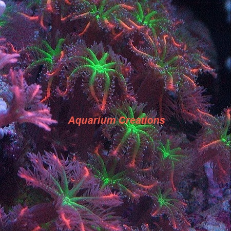 Picture of Mandarin Fireworks Clove Polyps
