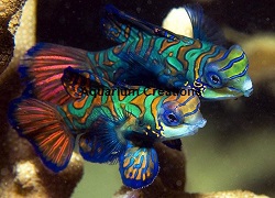 Blue Mandarin Picture of Blue Mandarin