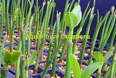 Red Mangrove Propagules Red Mangrove Propagules