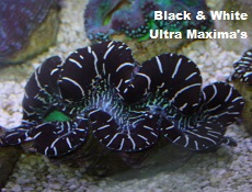 Black and White Ultra Maxima Clams Picture of Black and White Ultra Maxima Clams