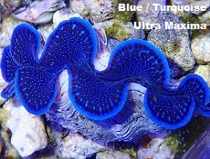 Blue Maxima Clam,  Aquacultured Picture of Blue Maxima Clam, Aquacultured