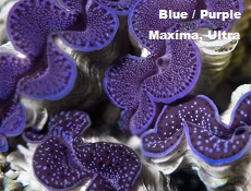 Aquacultured Blue/Purple Maxima Clam Picture of Aquacultured Blue/Purple Maxima Clam