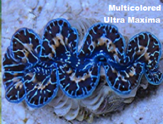 Multicolor Maxima Clam, Aquacultured,(Tridacna Maxima) Picture of Multicolor Maxima Clam Aquacultured,(Tridacna Maxima)