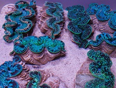 Maxima Clams from Tahiti, Tridacna Maxima Picture of Maxima Clams from Tahiti, Tridacna Maxima