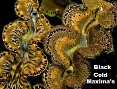 Gold Maxima Clam, Tridacna Maxima Picture of Gold Maxima Clam<BR>Tridacna Maxima
