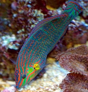 Melanurus Wrasse,Halichoeres melanurus