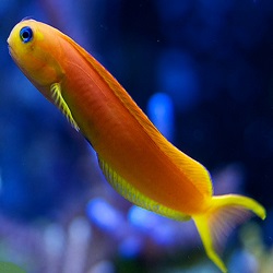 Blue Eye Golden Midas Blenny Blue Eye Golden Midas Blenny