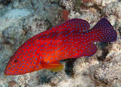 Miniatus Grouper Picture of Miniatus Grouper