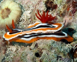 Chromodoris Magnifica Sea Slug Sea Slug Picture of Chromodoris Magnifica Sea Slug
