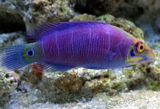 Guarantee and Return Details for Aquarium Creations Guarantee and Return Details for Aquarium Creations