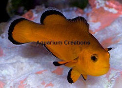Naked Ocellaris Clownfish Picture of Naked Ocellaris Clownfish