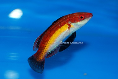 Naoko's Fairy Wrasse, Terminal Phase Male, Cirrhilabrus naokoae