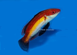 Picture of Naoko's Fairy Wrasse, Cirrhilabrus naokoae