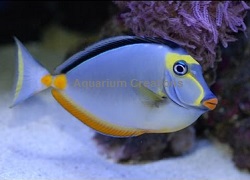 Lipstick Naso Tang Picture of Lipstick Naso Tang