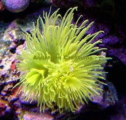 Super Bright Nuclear Green Feather Dusters Picture of Super Bright Nuclear Green Feather Dusters