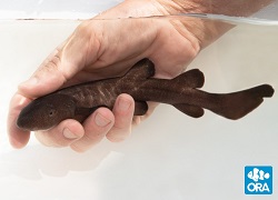 ORA Short-Tail Nurse Shark, Pseudoginglymostoma brevicaudatum Picture of ORA Short-Tail Nurse Shark, Pseudoginglymostoma brevicaudatum