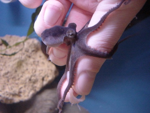 Picture of a Caribbean Octopus