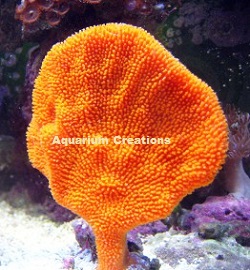 Orange Fan Sponge Picture of Orange Fan Sponge