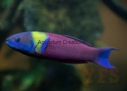 Paddlefin Wrasse, Thalassoma lucasanum Picture of Paddlefin Wrasse, Thalassoma lucasanum