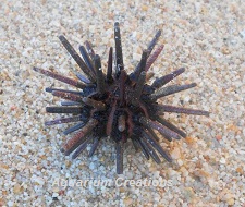 Pencil Urchin Picture of Pencil Urchin