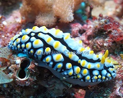 The Warty Nudibranch Picture of The Warty Nudibranch