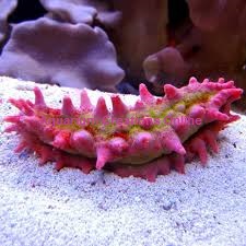 Bright Pink Spiny Sea Cucumber Picture of Bright Pink Spiny Sea Cucumber