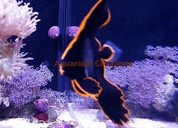 Pinnatus Batfish Picture of Pinnatus Batfish