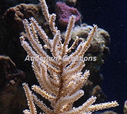 ORA Aquacultured Grube's Gorgonian Picture of ORA Aquacultured Grube's Gorgonian