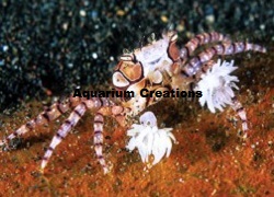 Pom Pom Crab, Lybia tessellata Pom Pom Crab, Lybia tessellata