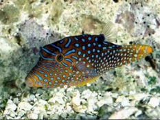 Picture of Saltwater Puffer Fish