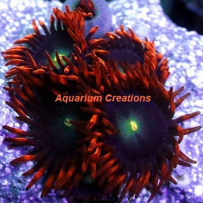 Picture of Punk Rocker Zoanthids