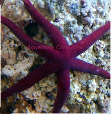 Purple Linckia Starfish Picture of Purple Linckia Starfish