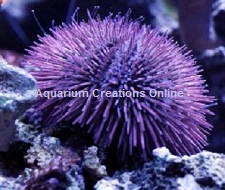 Purple Short Spine Pin Cushion Urchin Picture of Purple Short Spine Pin Cushion Urchin