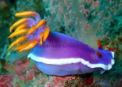 Purple and Yellow Sea Slug Picture of Purple and Yellow Sea Slug