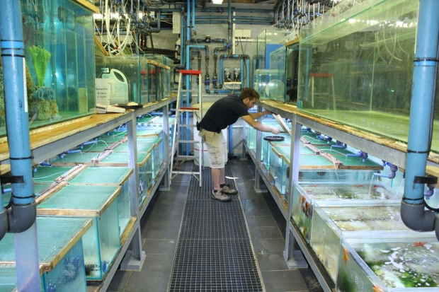 Before Shipping Aquarium Creations Online Quarantines Saltwater Fish for 25 to 60 days, depending on species. Image shows Before Shipping Aquarium Creations Online Quarantines Saltwater Fish for 25 to 60 days, depending on species