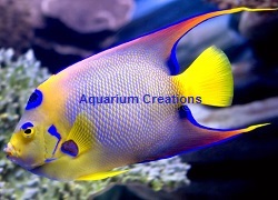 Queen Angelfish Picture of Queen Angelfish