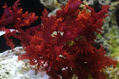 Red Dragon Macroalgae Plant, Halymenia durvillei Red Dragon Macroalgae Plant, Halymenia durvillei