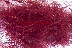 Red Ogo GracilariaMacroalgae