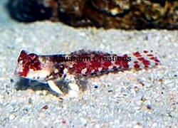 Picture of ed Scooter Blenny