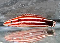 Pacific Redstripe Hogfish Picture of Pacific Redstripe Hogfish