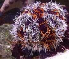 Red Tuxedo Urchin Picture of Red Tuxedo Urchin