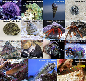 Reef Relief Algae Control Maximum Package Picture of Reef Relief Algae Control Maximum Package