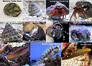 Reef Relief Algae Control Premium Package Picture of Reef Relief Algae Control Premium Package