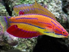 Picture of Reef Safe Wrasses