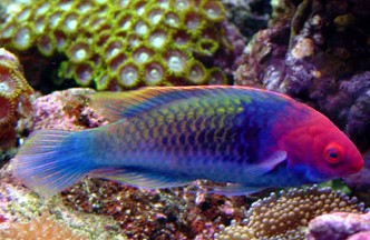 Ruby Head Fairy Wrasse, Cirrhilabrus cyanopleura